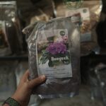 خاک مخصوص بنفشه آفریقایی