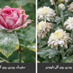 سفیدک پودری در گیاهان زینتی