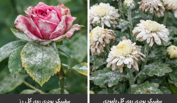 سفیدک پودری در گیاهان زینتی